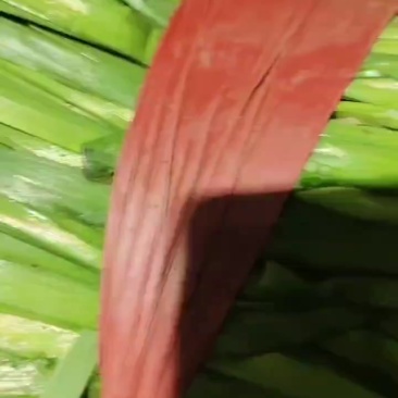 宽叶韭菜