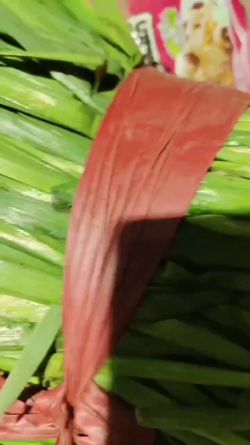 宽叶韭菜