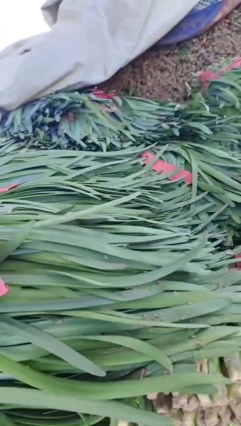 宽叶韭菜