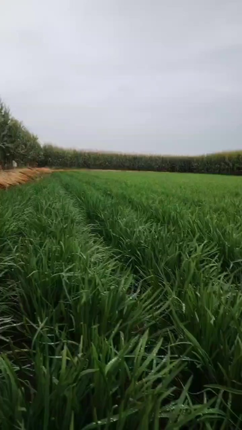 宽叶韭菜