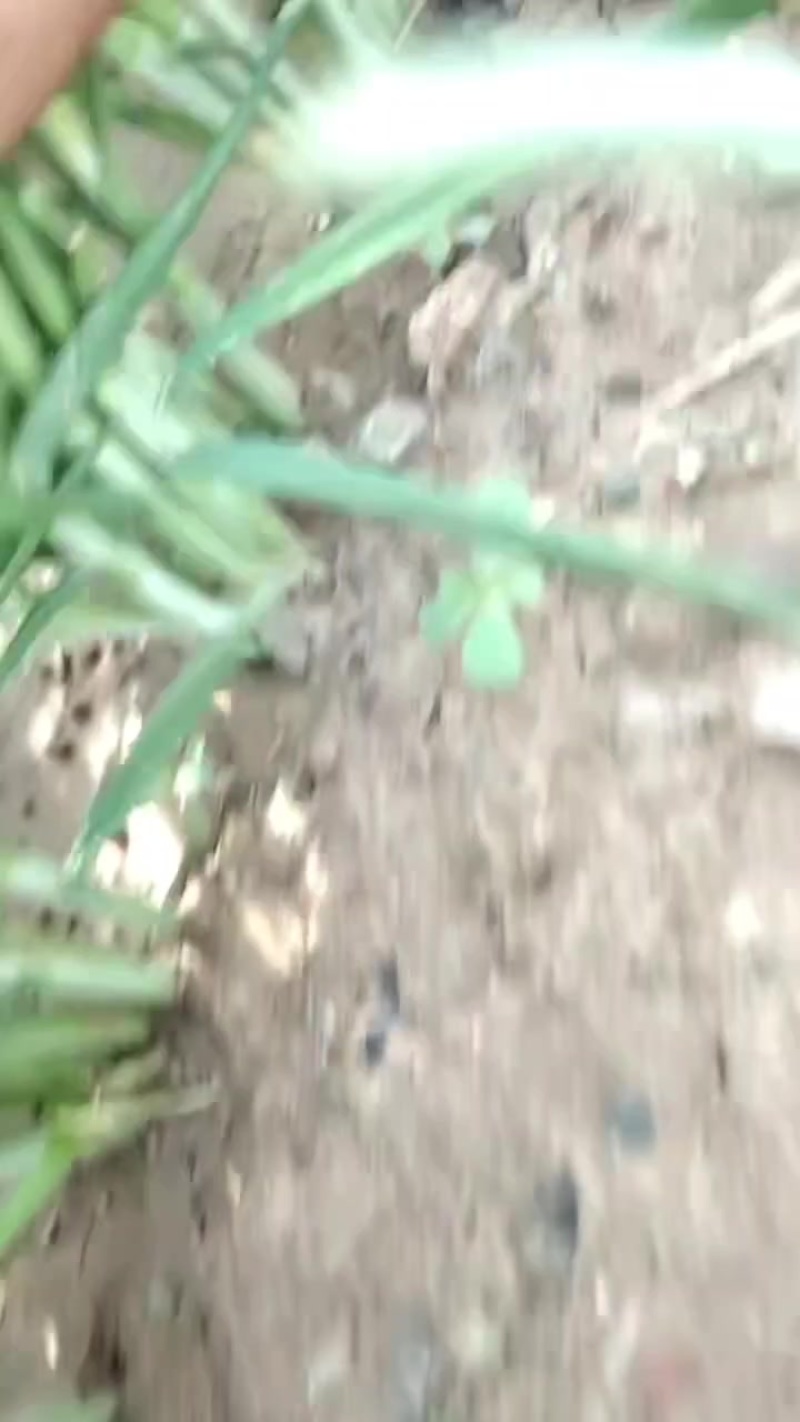 宽叶韭菜