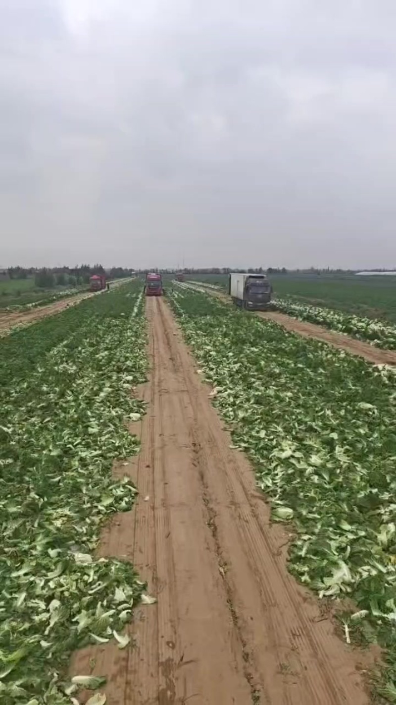 宁夏银川沙地白菜大量上市