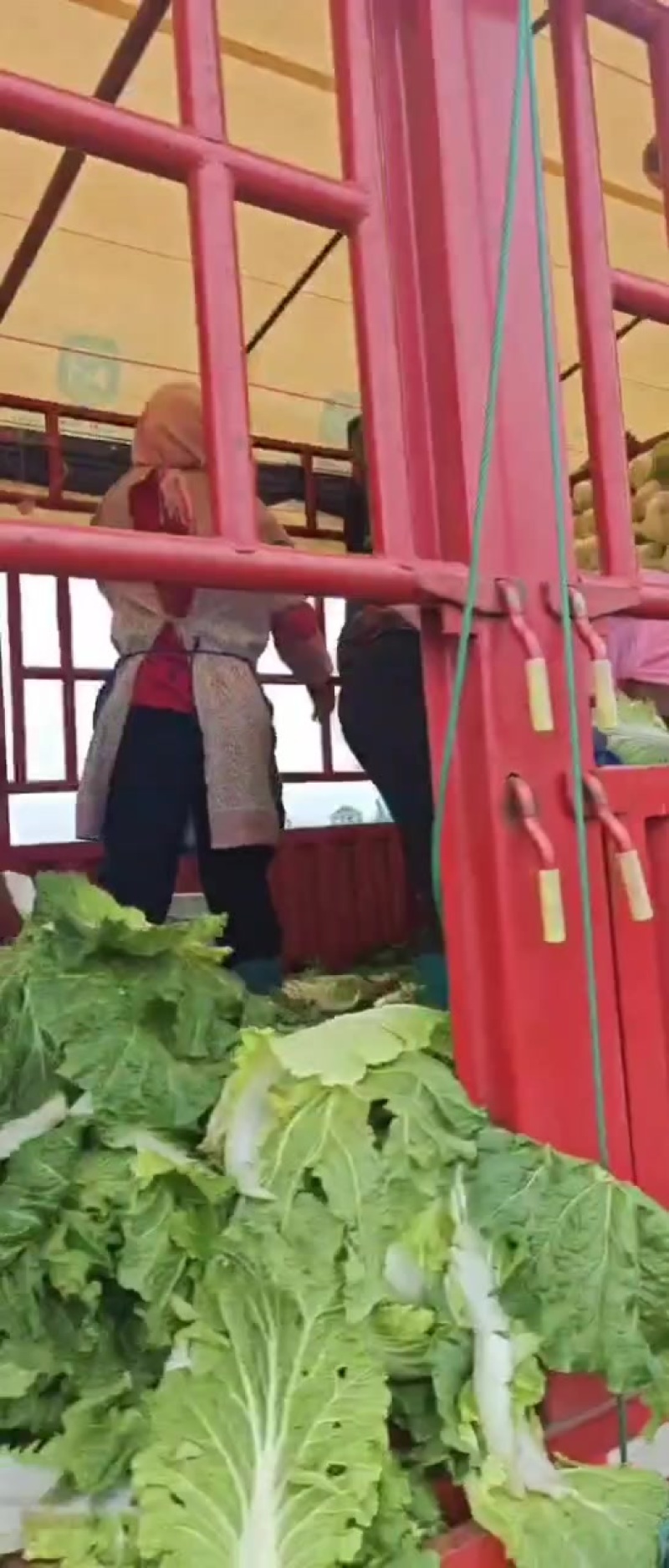 宁夏银川沙地白菜大量上市