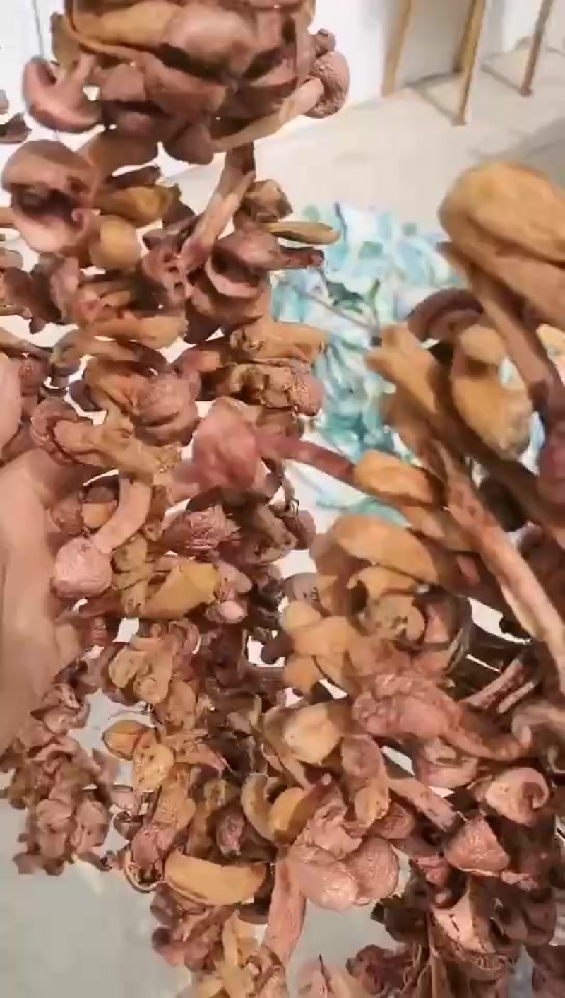 肉蘑，松蘑丁串，自然晾晒