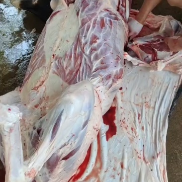鲜驴肉