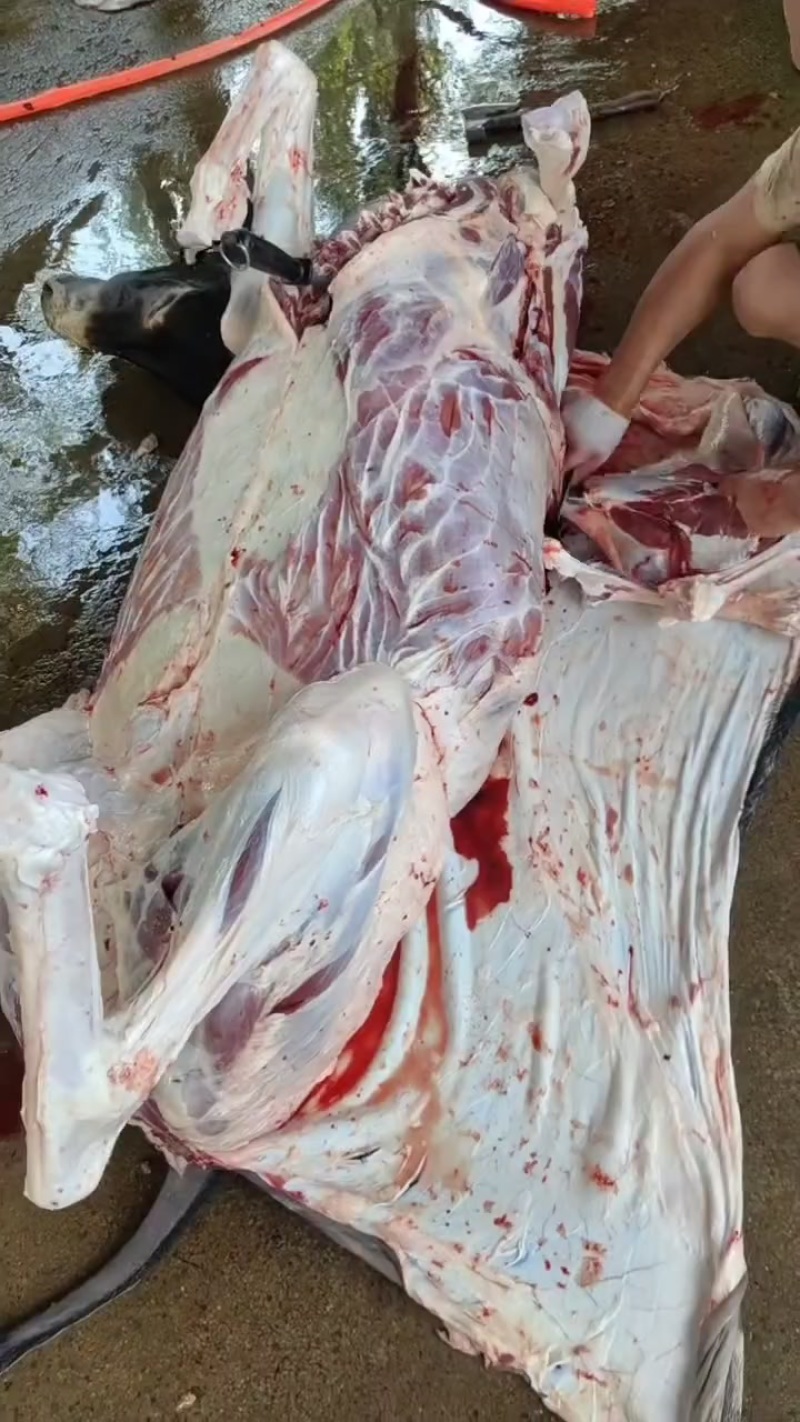 鲜驴肉