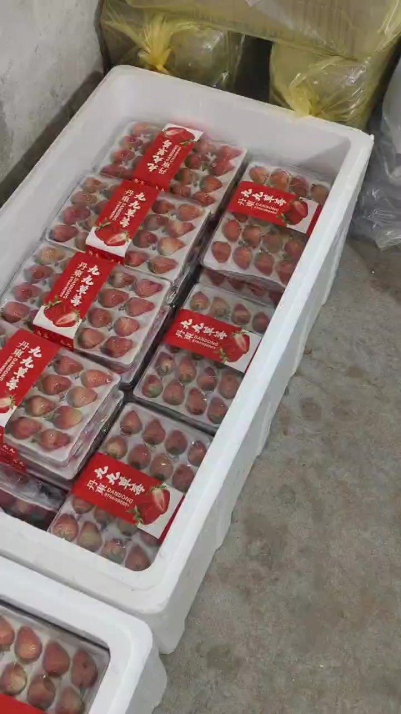 丹东九九草莓