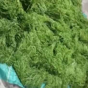 云南臭菜，喜欢的朋友赶紧联系。