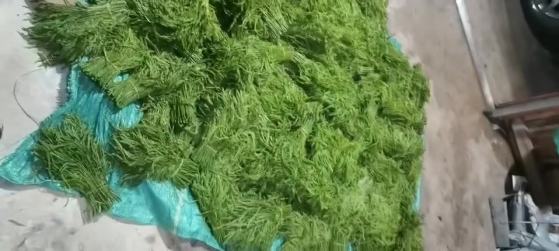 云南臭菜，喜欢的朋友赶紧联系。