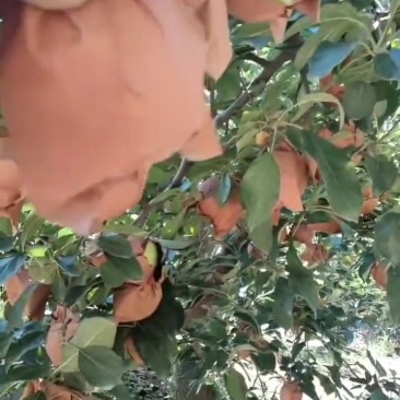 黄元帅大量货源，质量保证，价钱合理，优质服务。