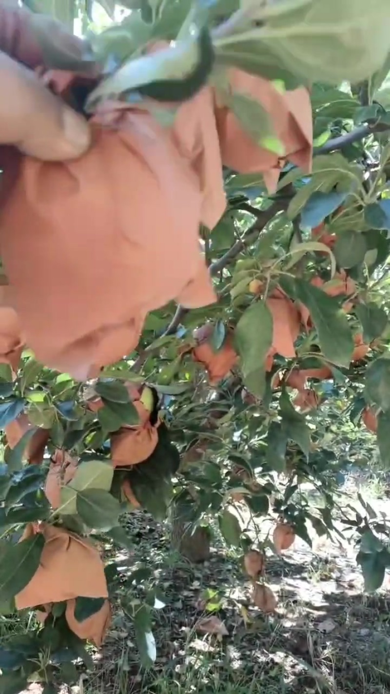 黄元帅大量货源，质量保证，价钱合理，优质服务。