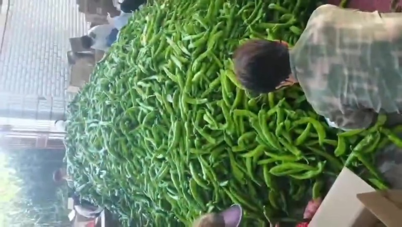 尖椒大量上市