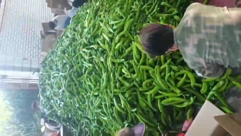 尖椒大量上市