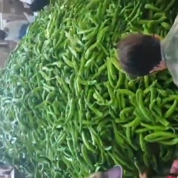尖椒大量上市