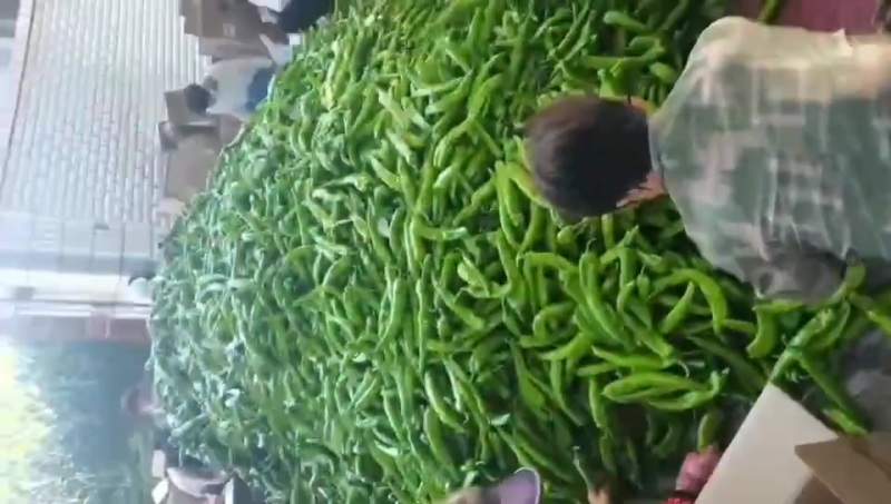 尖椒大量上市