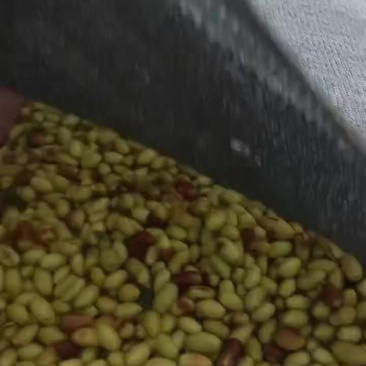 马牙枣