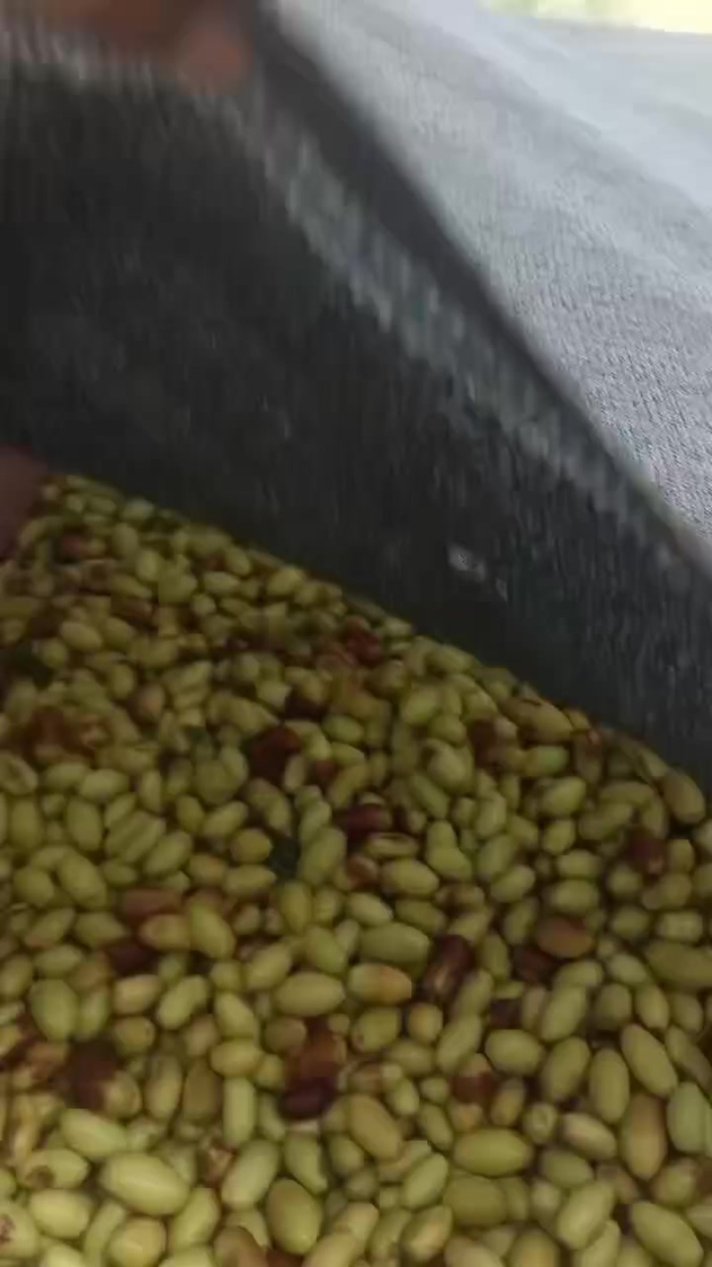 马牙枣