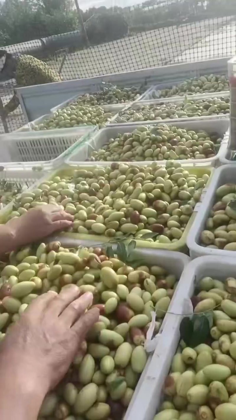 马牙枣