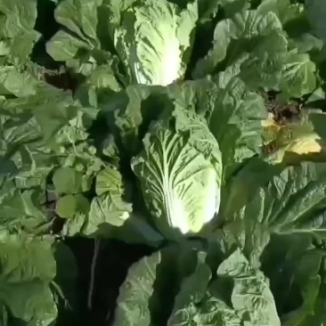 黄蕊白菜
