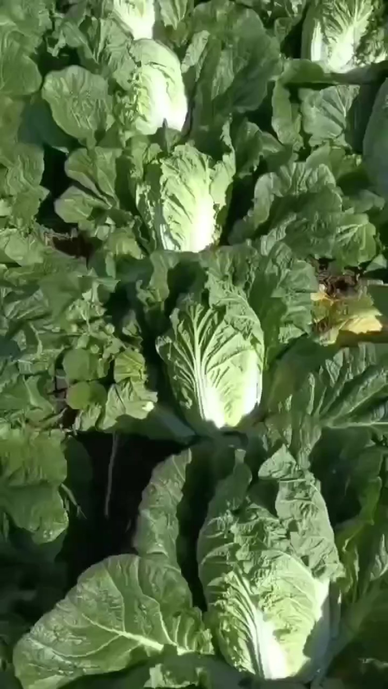 黄蕊白菜