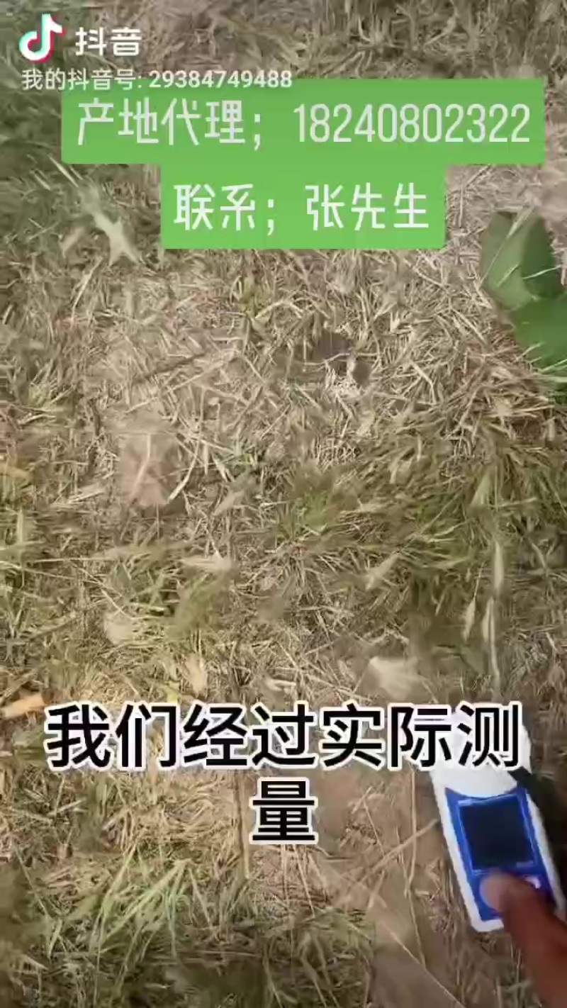陕西注泔镇山沟酥梨基地含糖量14%到15%一手货源。