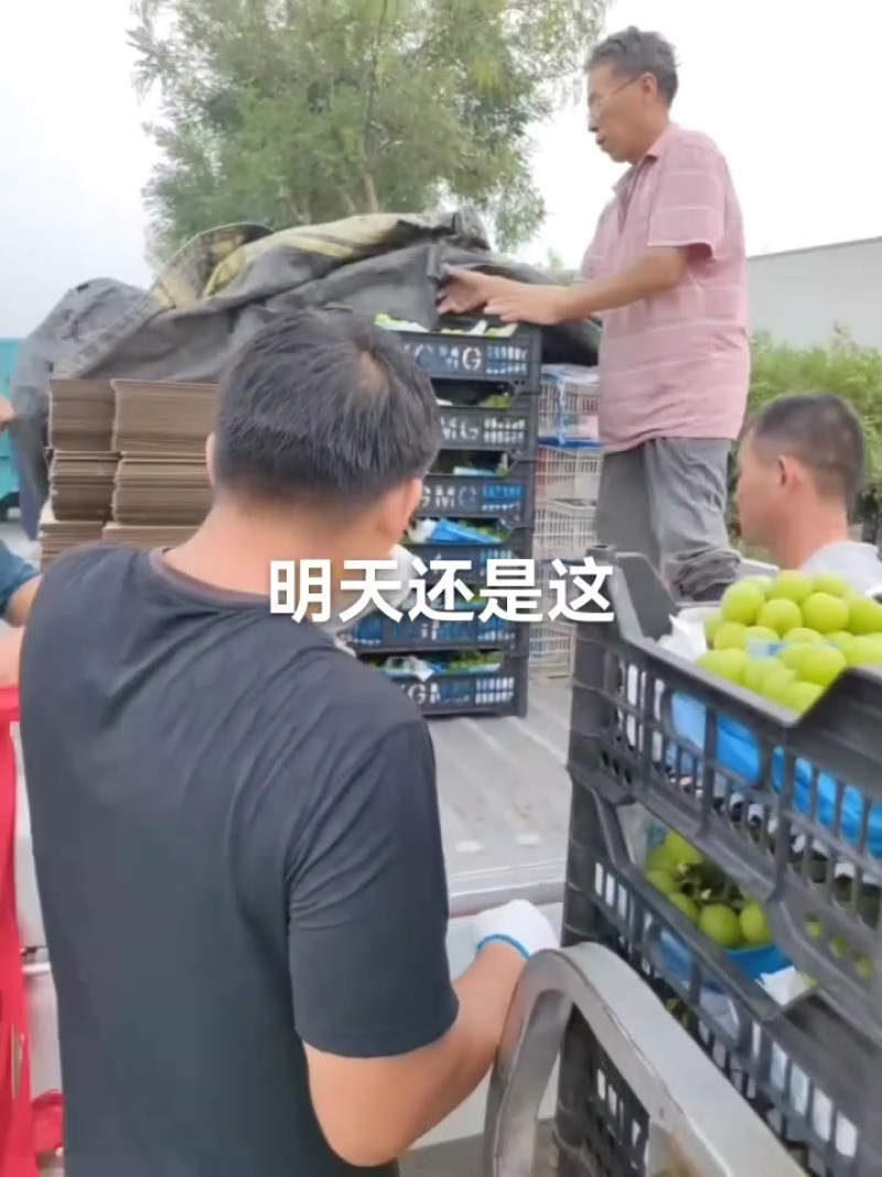阳光玫瑰