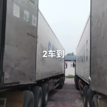 阳光玫瑰