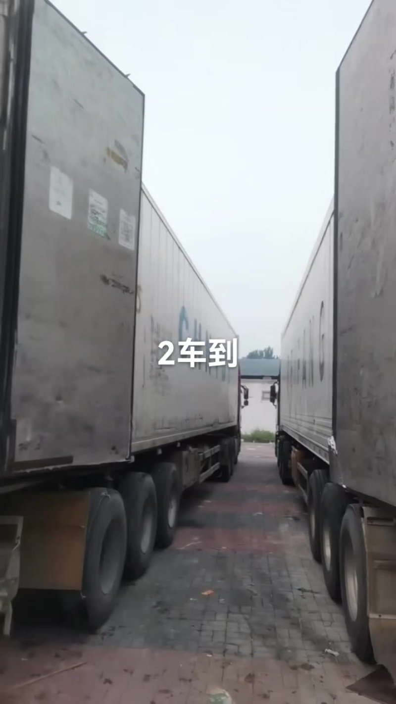 阳光玫瑰