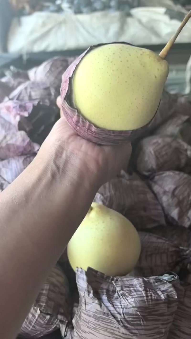 水晶鸭梨。批发。电商。超市，出口。零卖。欢迎客商联系