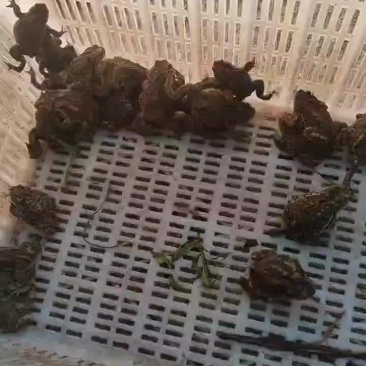 蛇类养殖专用开口蟾蜍