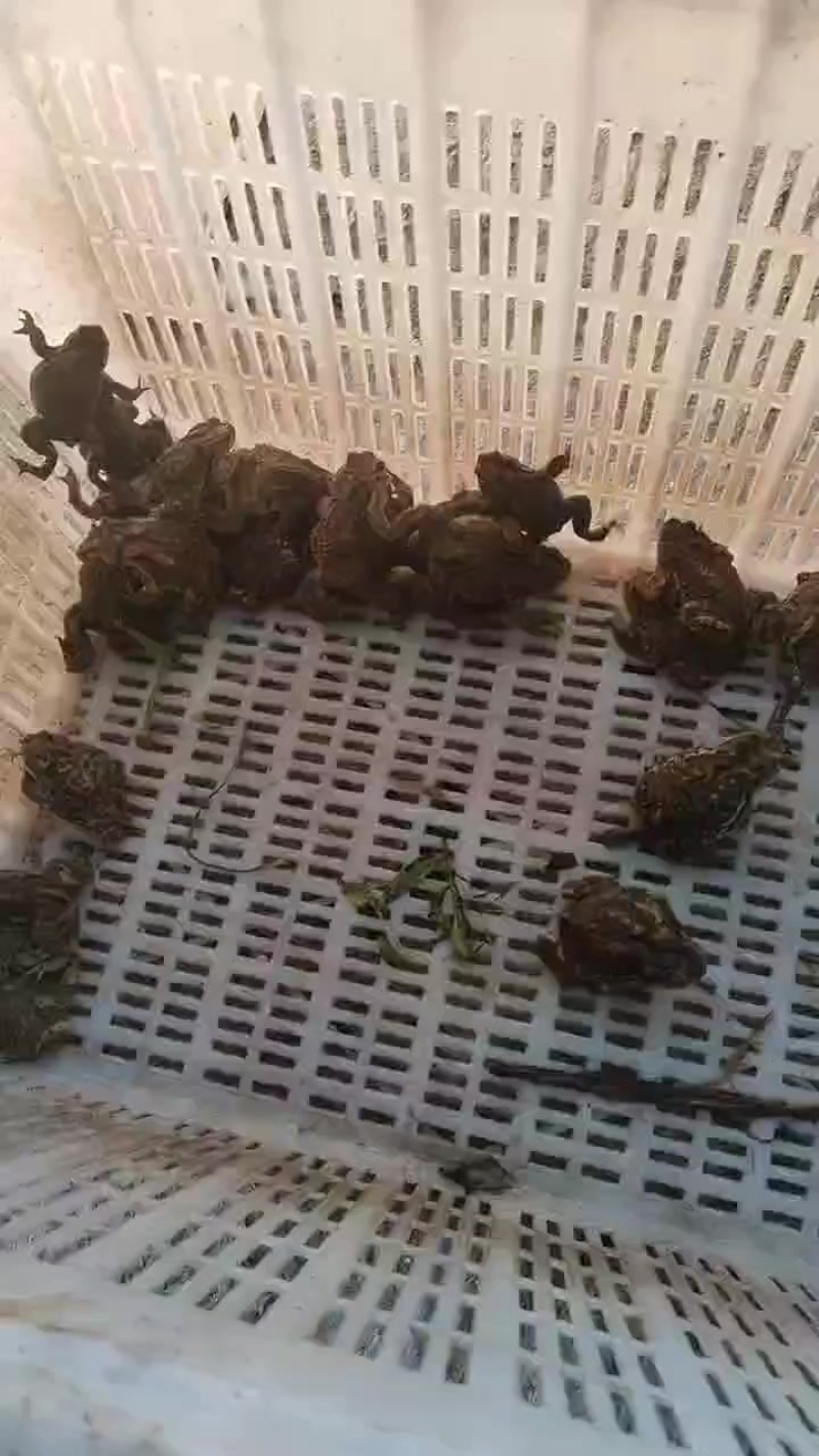 蛇类养殖专用开口蟾蜍