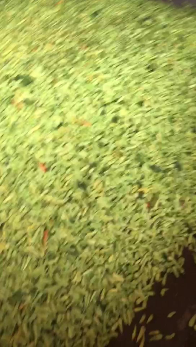 小米辣
