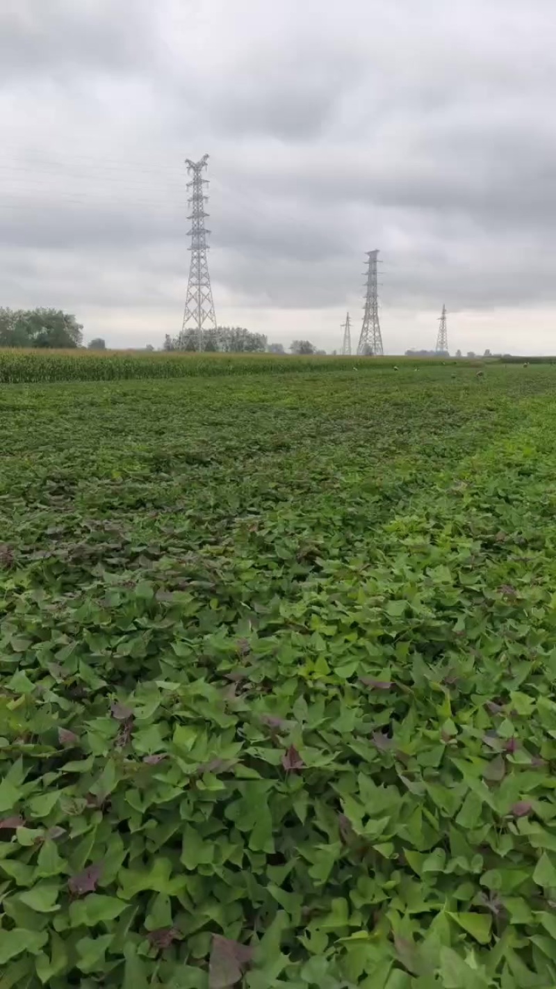 红薯苗地瓜苗蜜薯苗育苗基地直供带根包成活