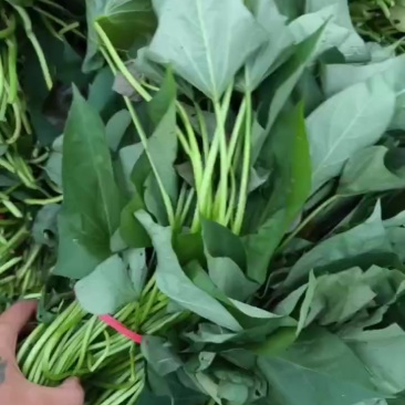 红薯苗地瓜苗蜜薯苗育苗基地直供带根包成活