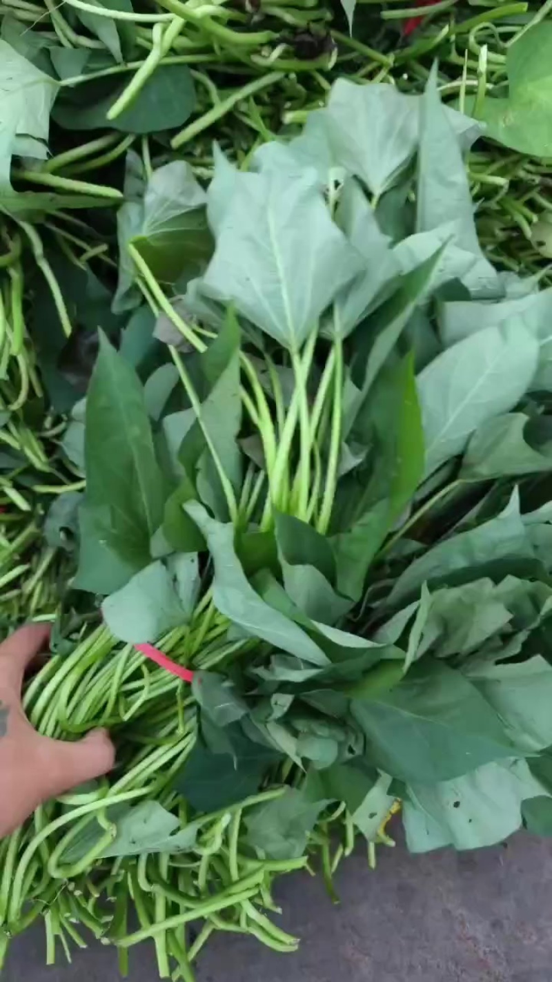 红薯苗地瓜苗蜜薯苗育苗基地直供带根包成活