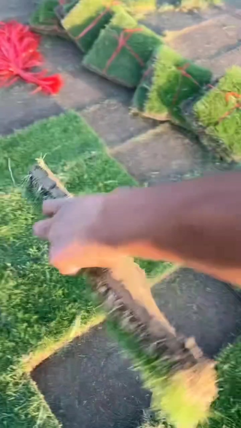 马尼拉草皮
