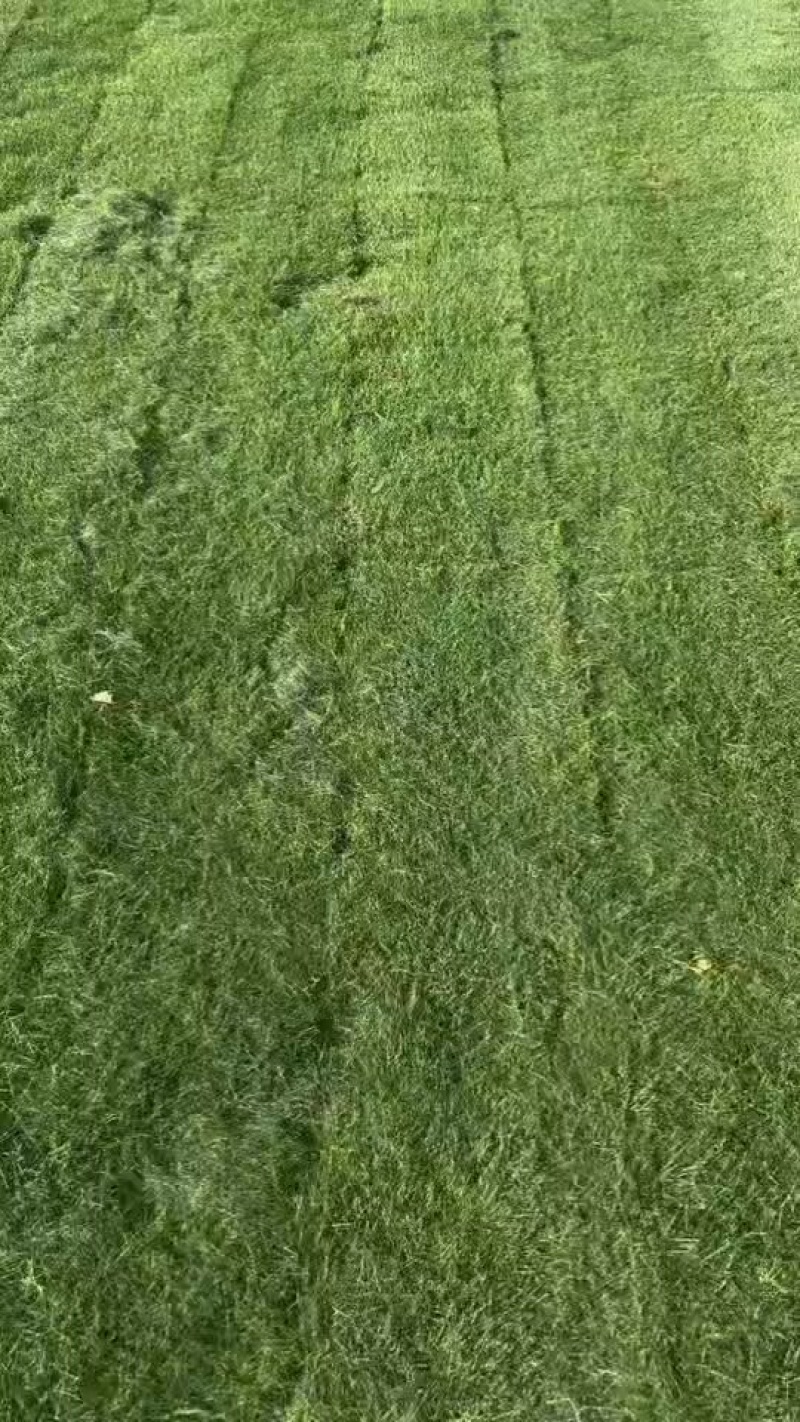马尼拉草皮
