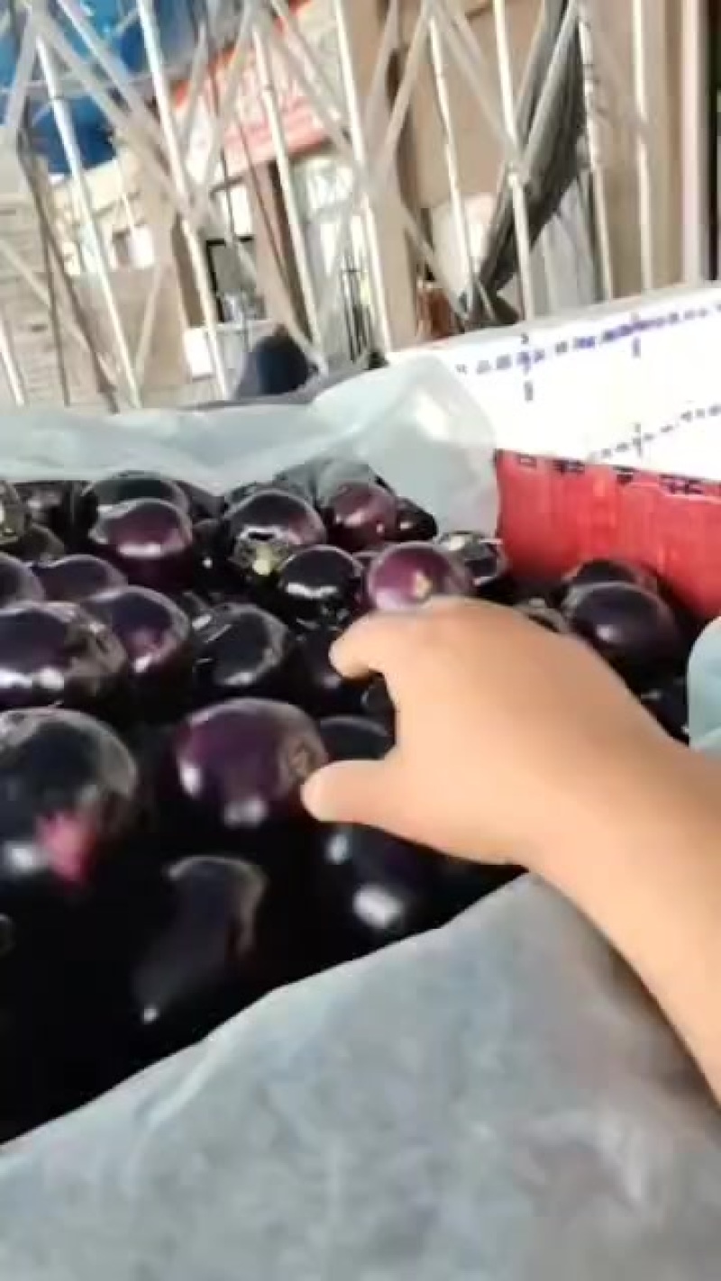 紫光圆茄