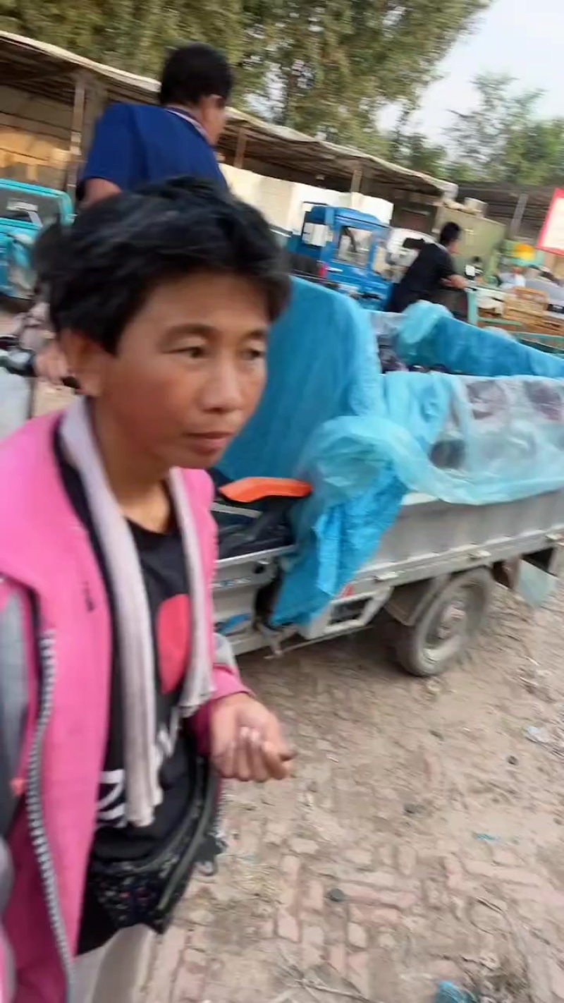 紫光圆茄