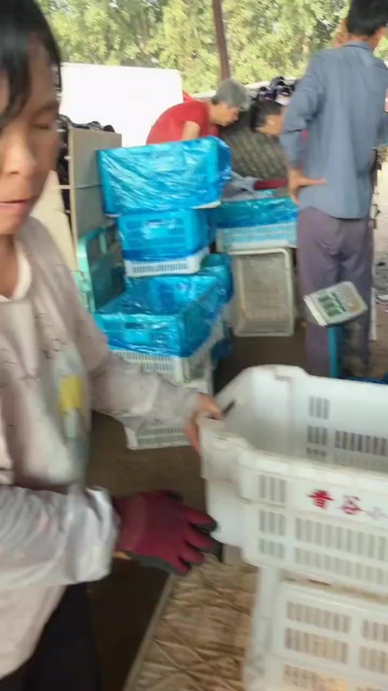紫光圆茄