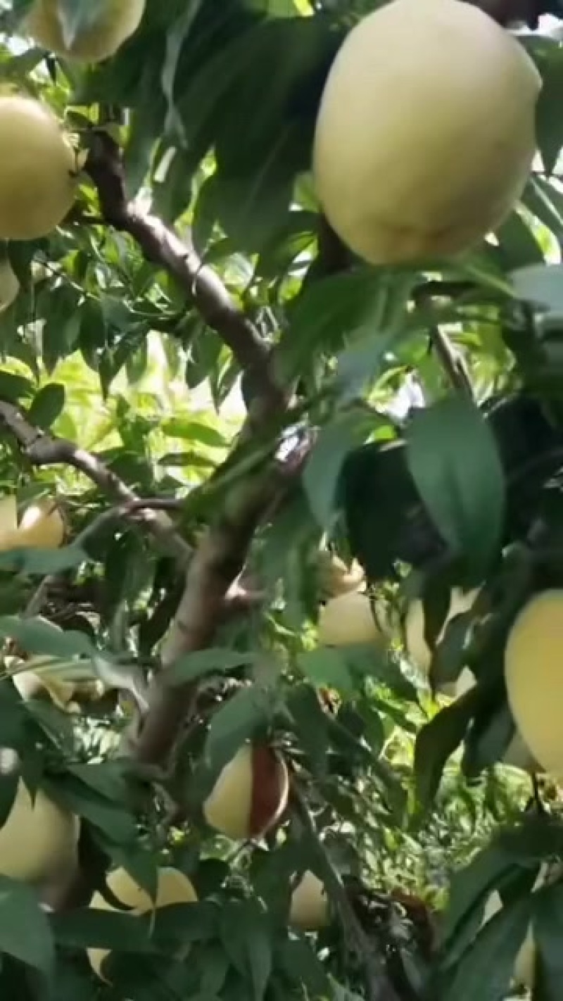 白桃红桃水蜜桃甜桃