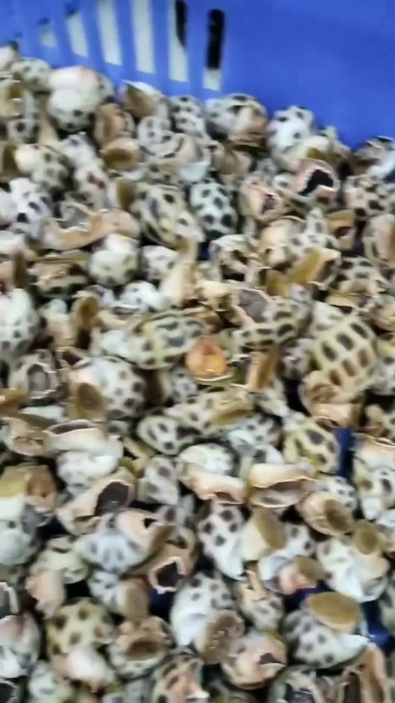 东风螺，品质保证，诚信经营，可长期合作欢迎咨询