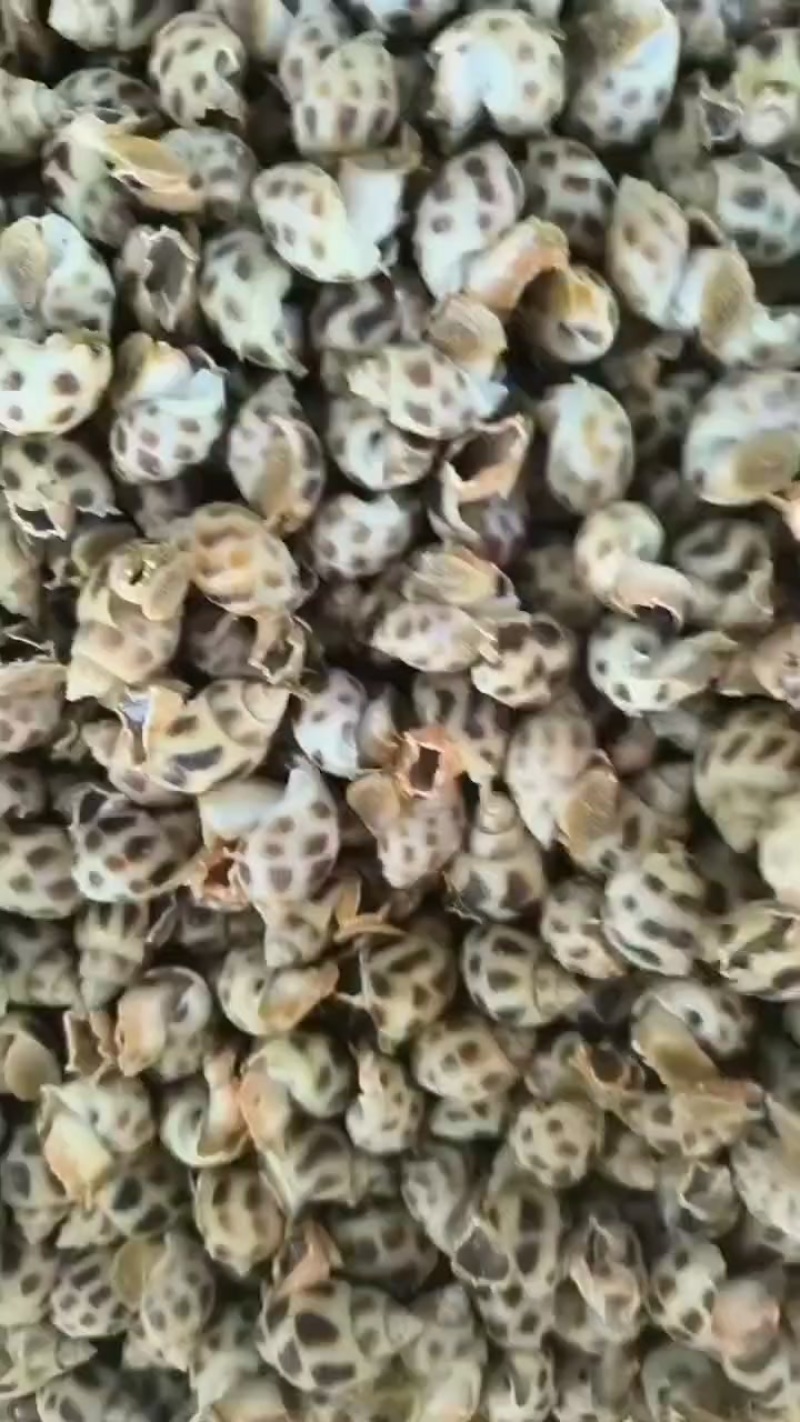 东风螺，品质保证，诚信经营，可长期合作欢迎咨询