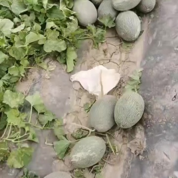 一级西州蜜