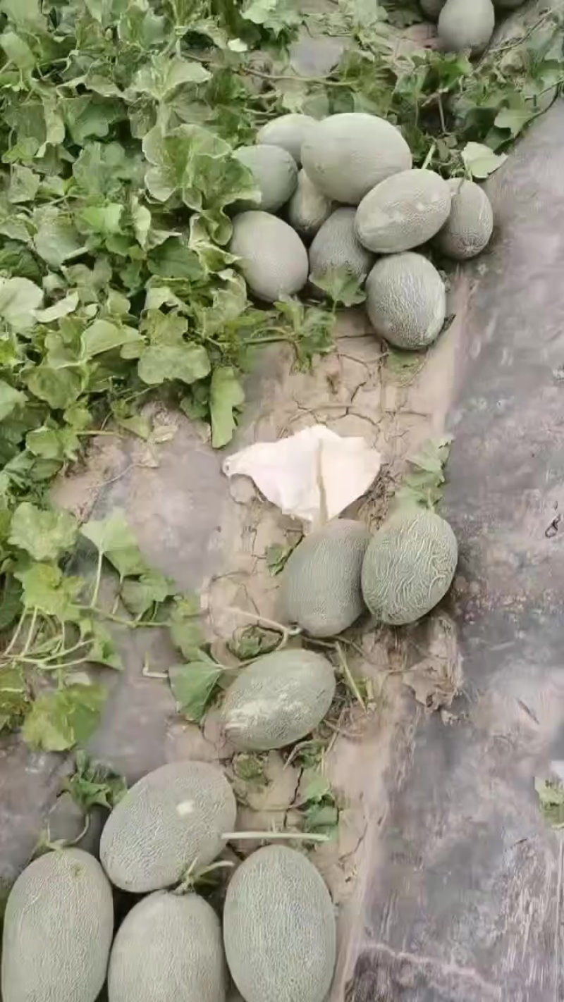 一级西州蜜