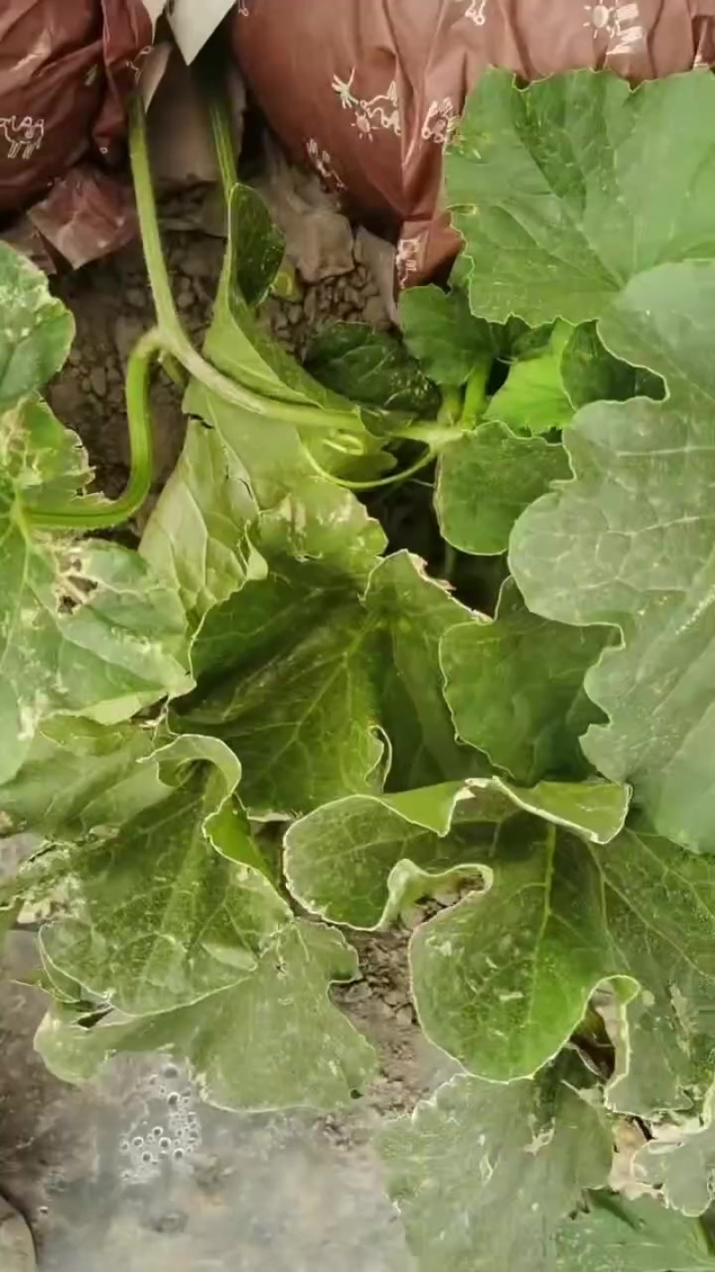 一级西州蜜