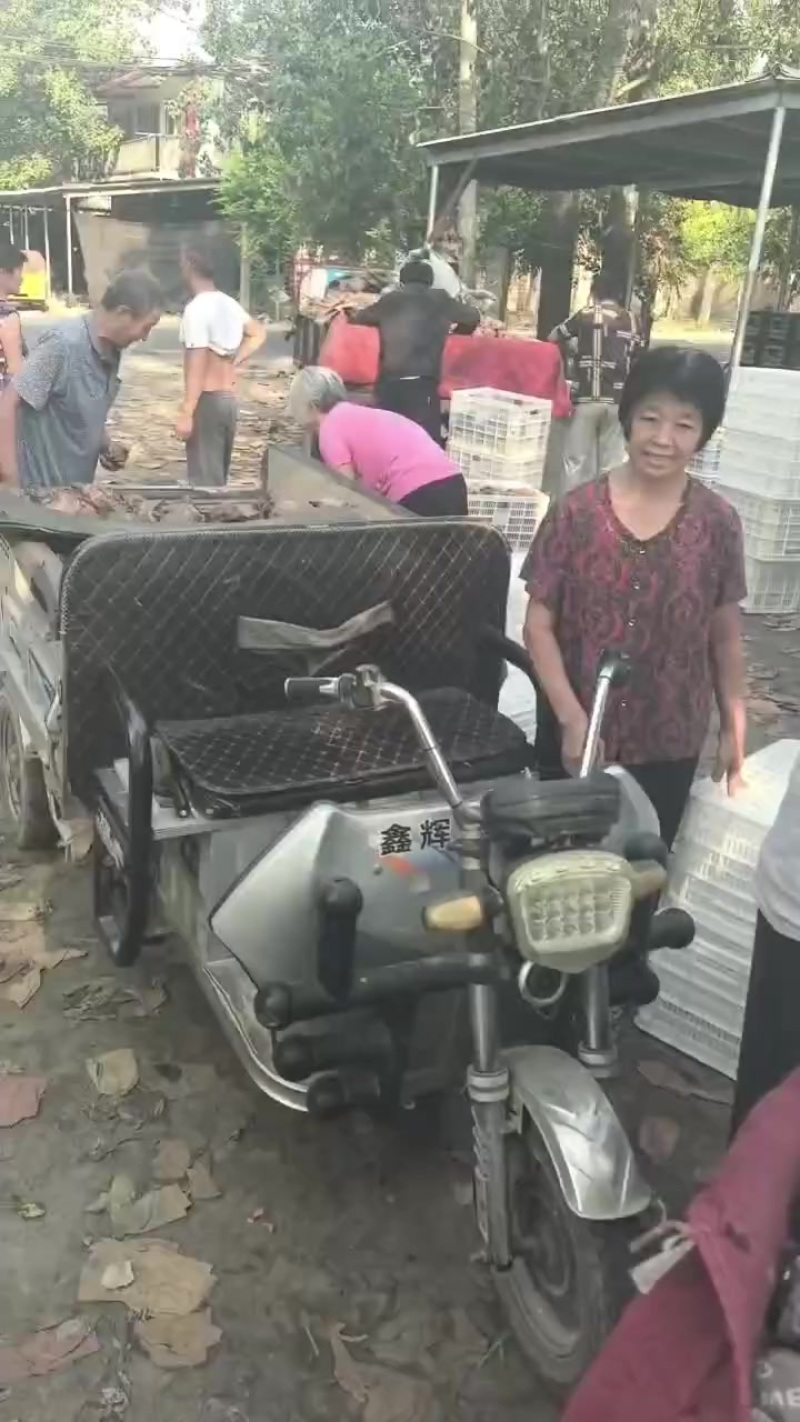 水晶鸭梨。批发。电商。超市，出口。零卖。欢迎客商联系