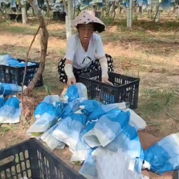 阳光玫瑰