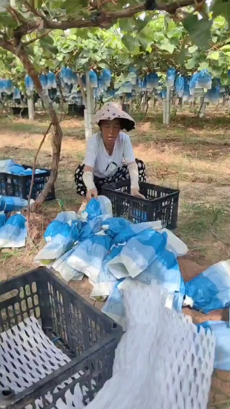 阳光玫瑰