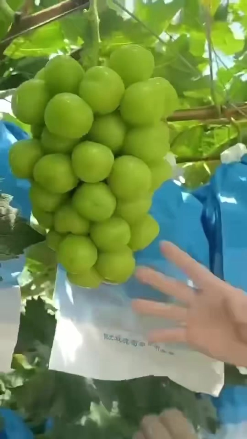 阳光玫瑰葡萄